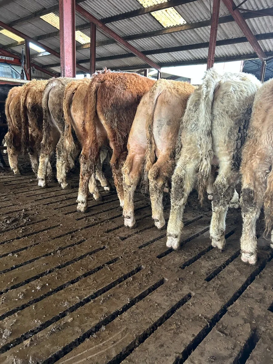 Super ch bull weanlings - Image 4