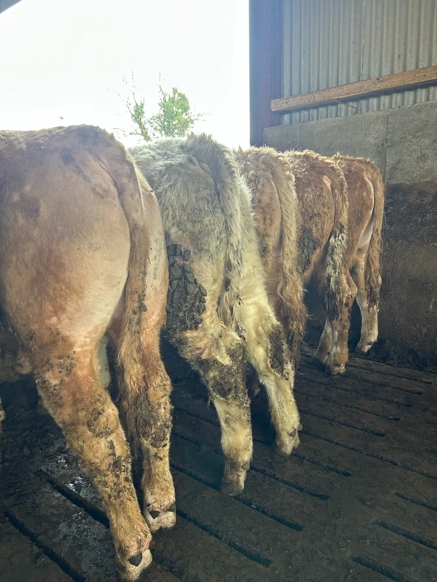 Super ch bull weanlings - Image 1