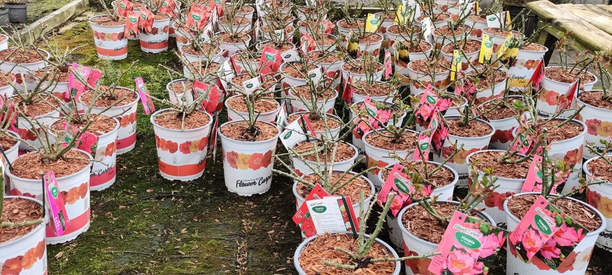 Plants for sale - Image 2