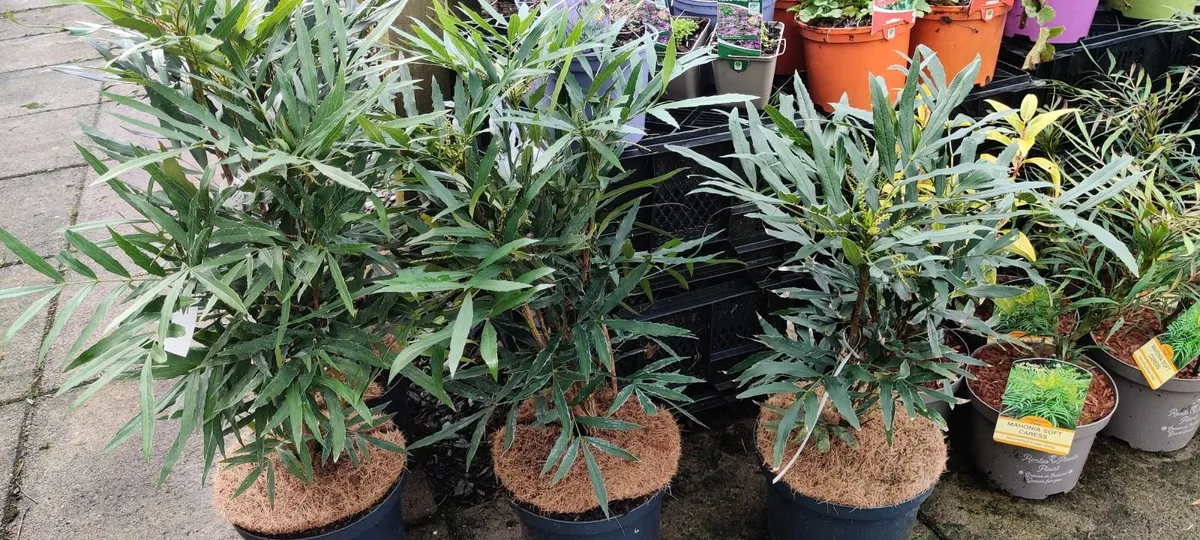 Plants for sale - Image 3