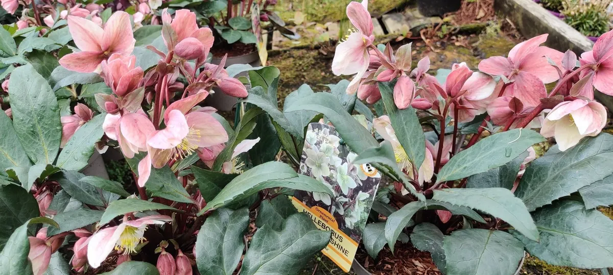 Plants for sale - Image 4