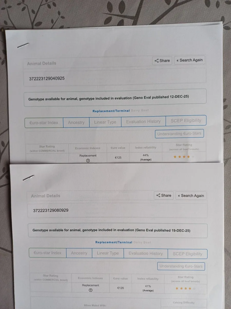 Organic incalf heifers - Image 2