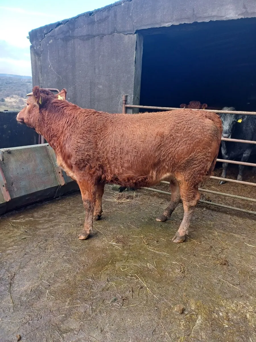 Organic incalf heifers - Image 3