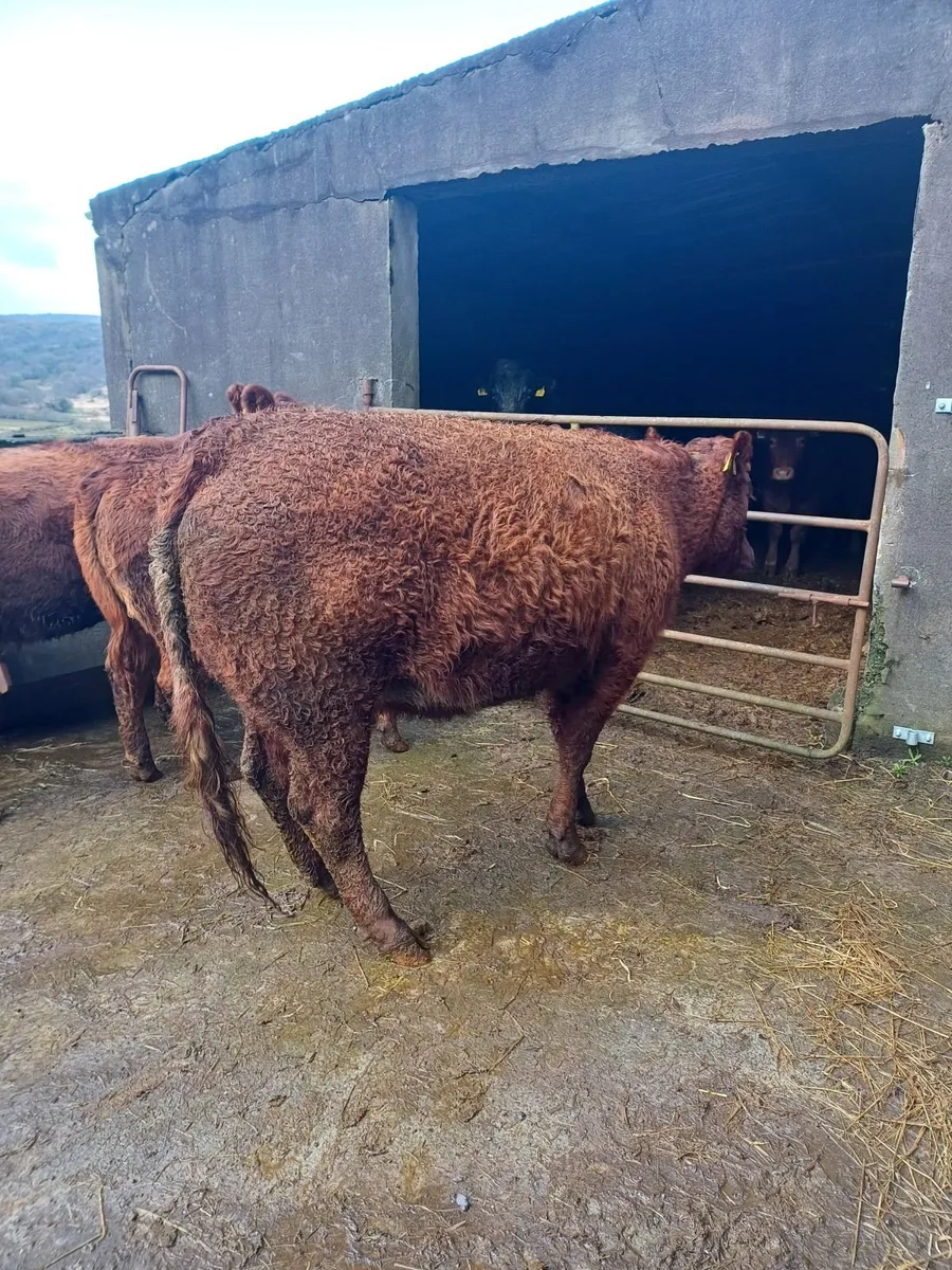 Organic incalf heifers - Image 1