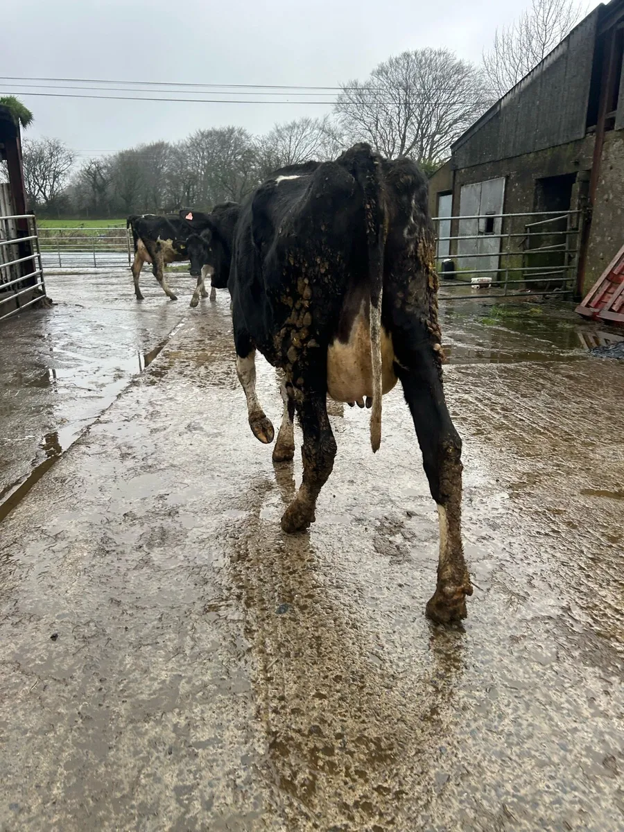 Cow to rear calves - Image 1