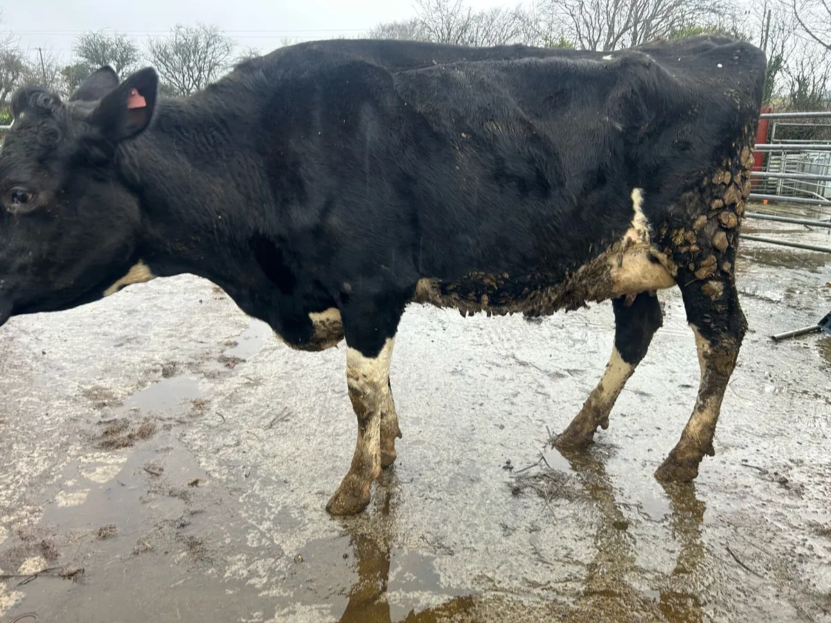 Cow to rear calves - Image 2
