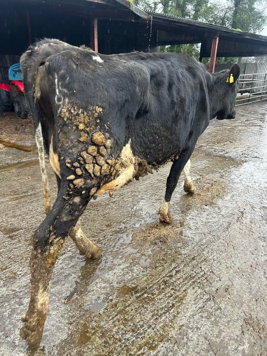 Cow to rear calves - Image 3