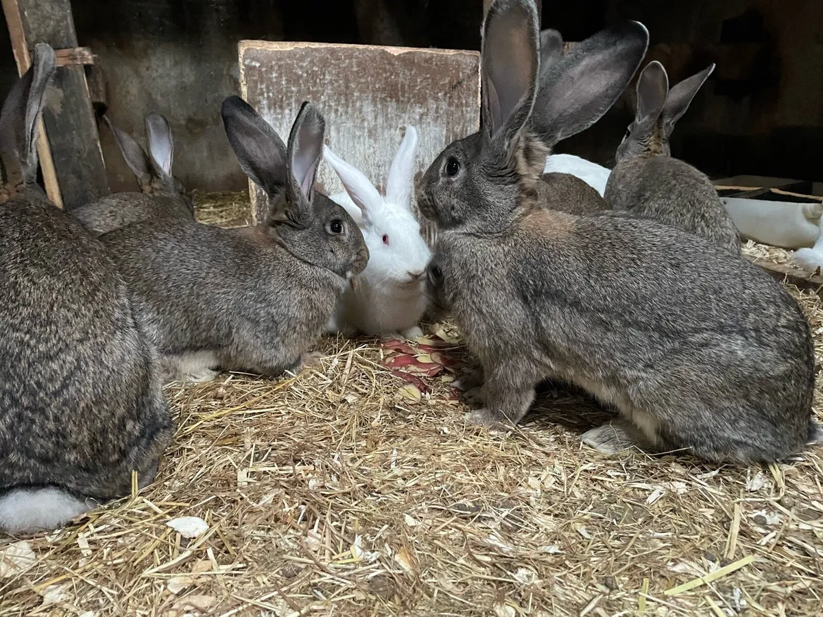 Rabbits - Image 1