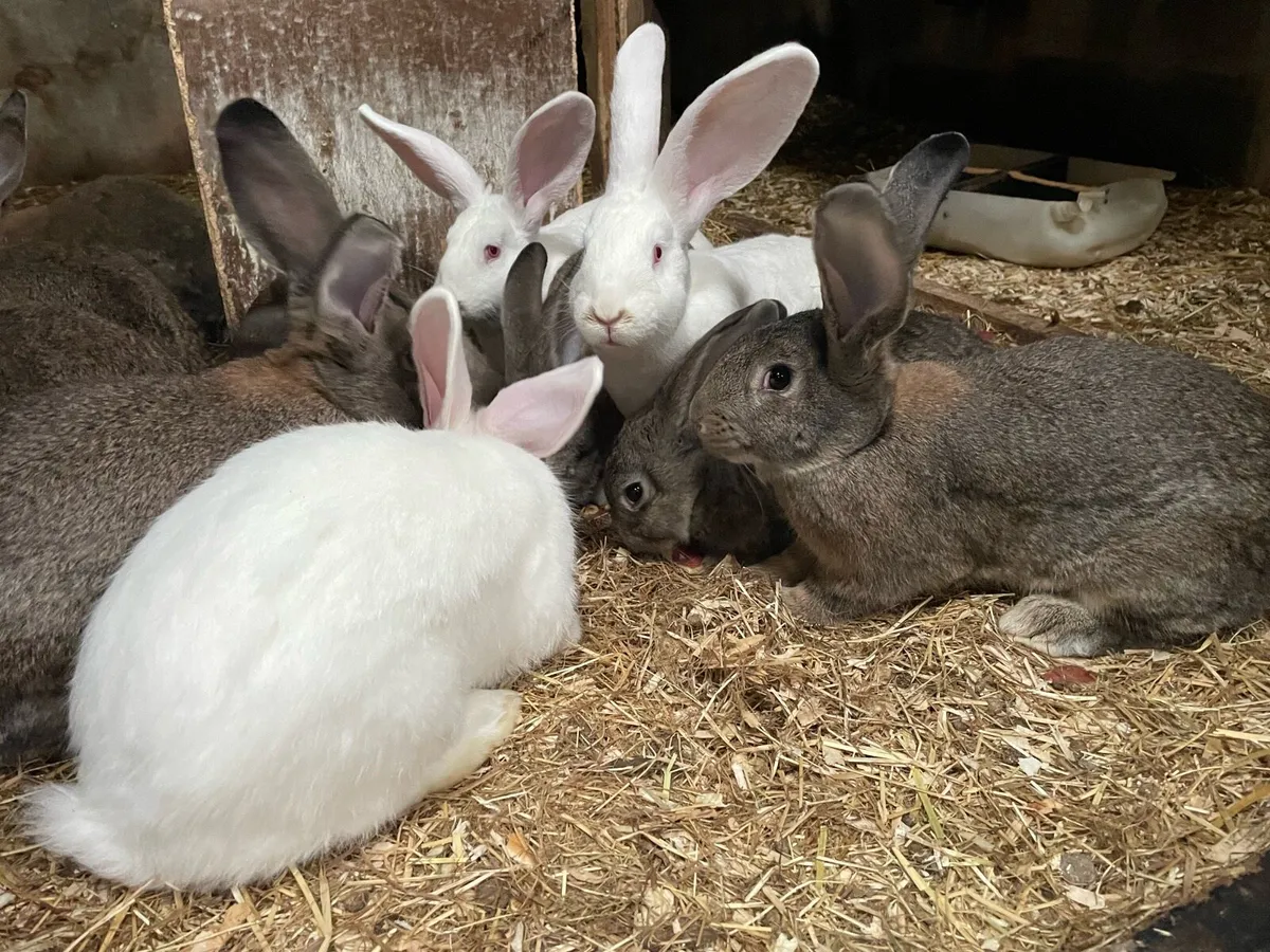 Rabbits - Image 2
