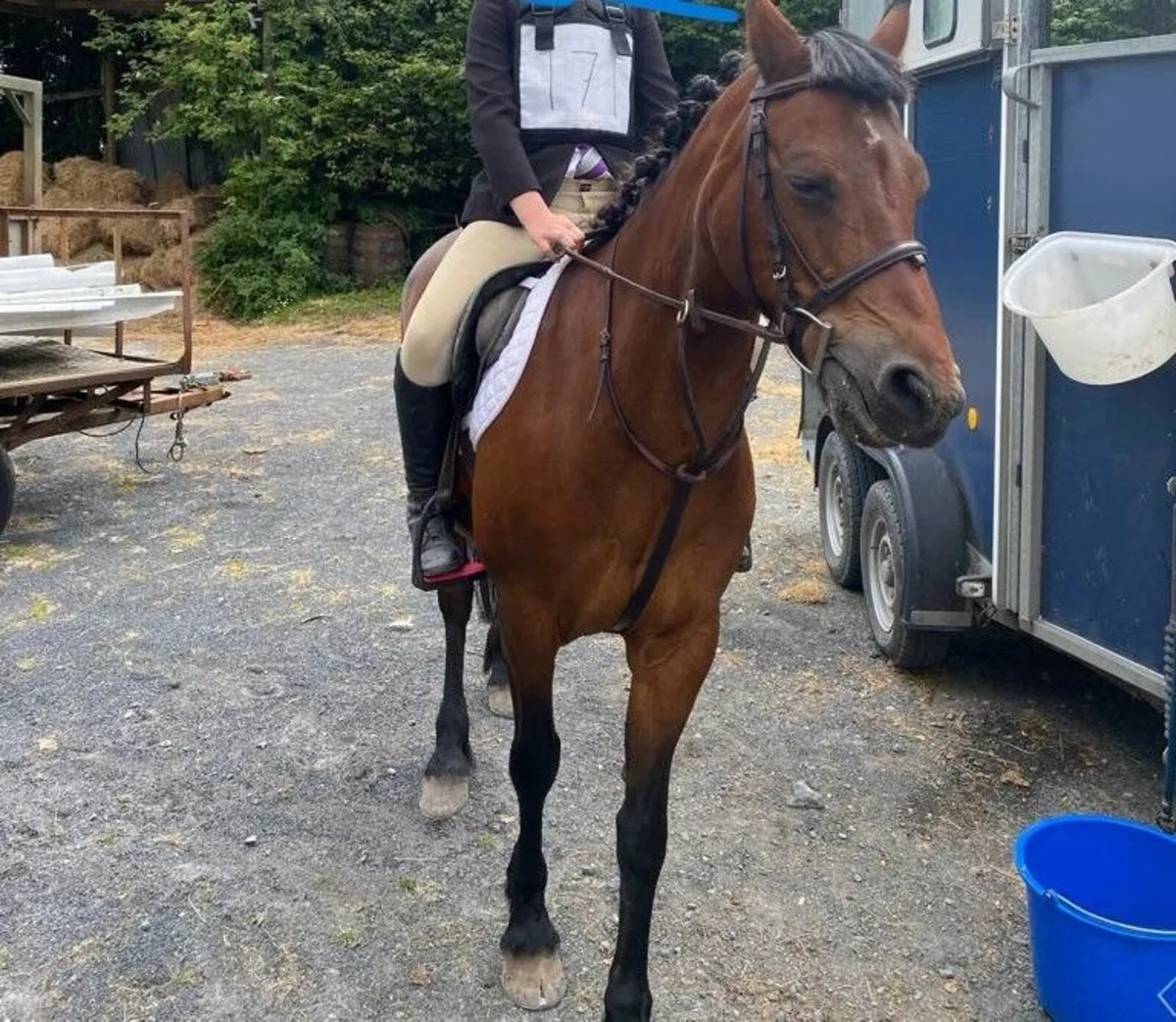 Connemara Pony - Image 2