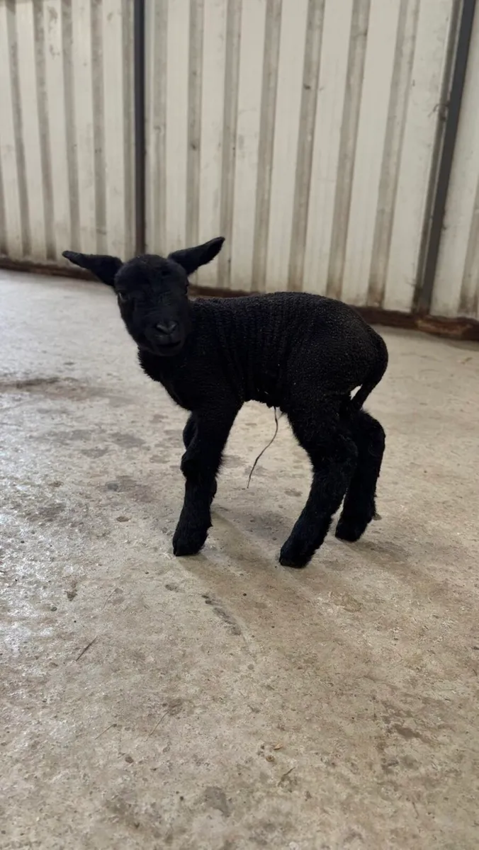 Pet Lamb/Foster Lamb - Image 2