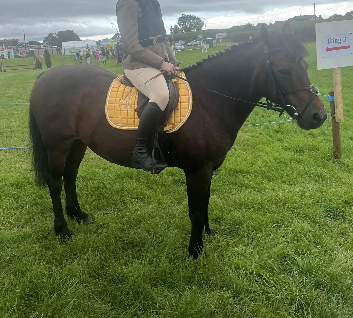 Connemara Pony - Image 4