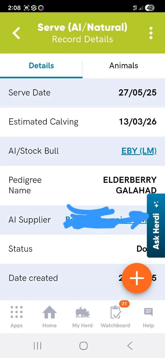 Incalf Heifer - Image 2