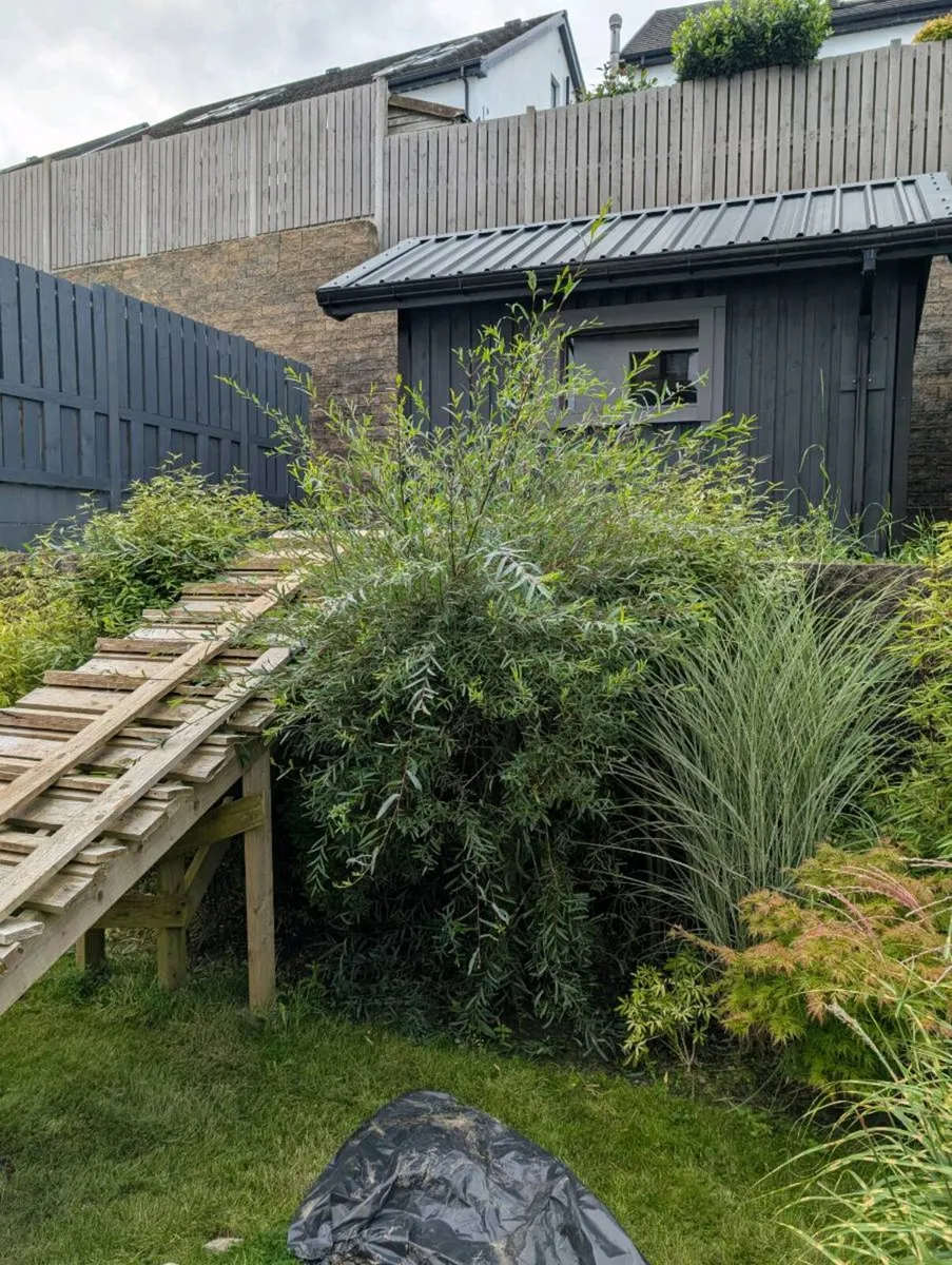 Ornamental Tree Salix - Image 1