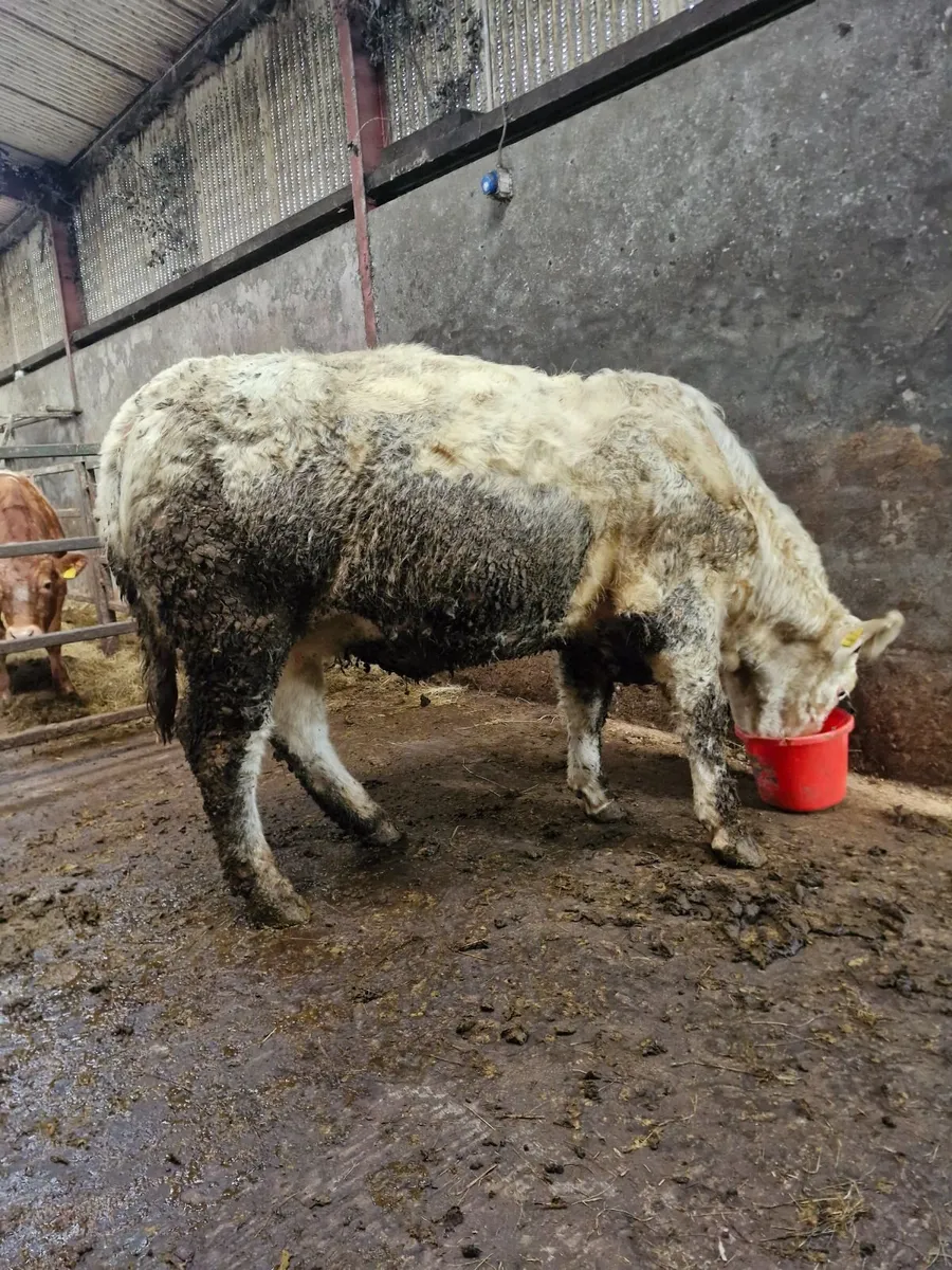Incalf Heifer - Image 1