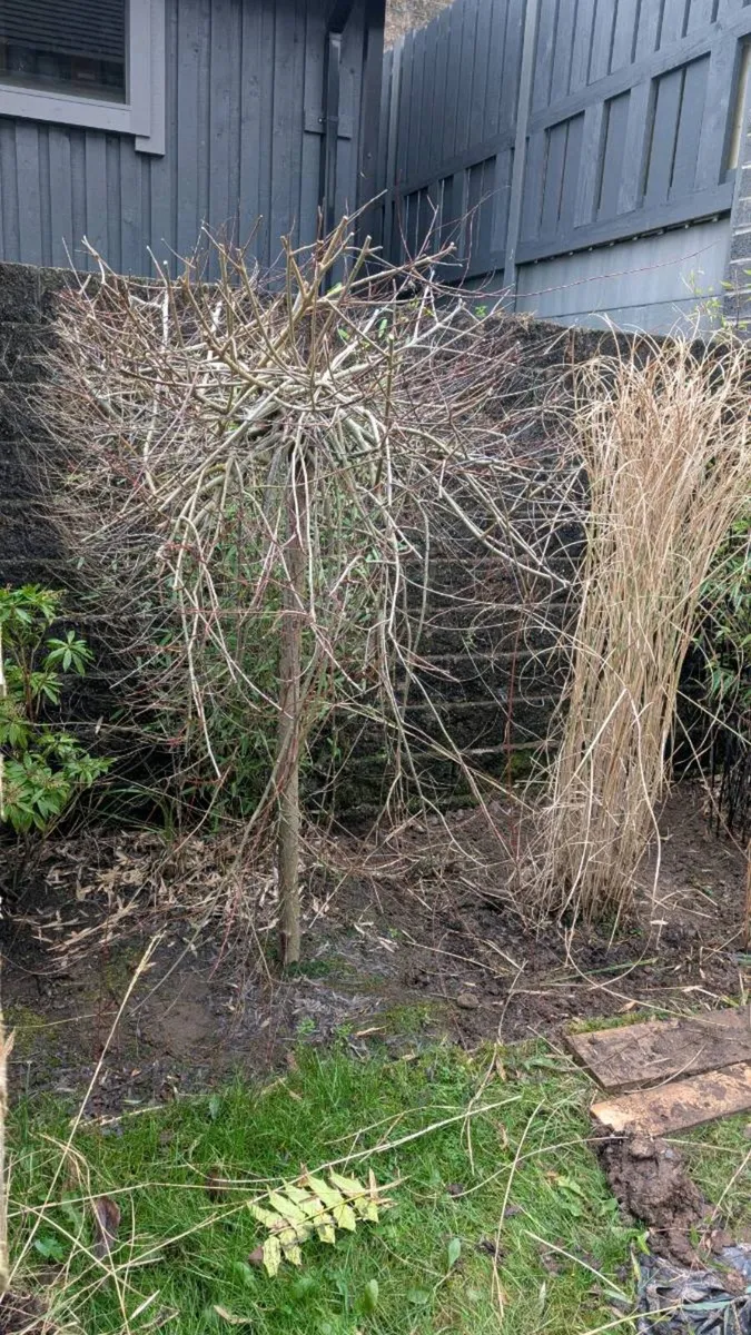 Ornamental Tree Salix - Image 4