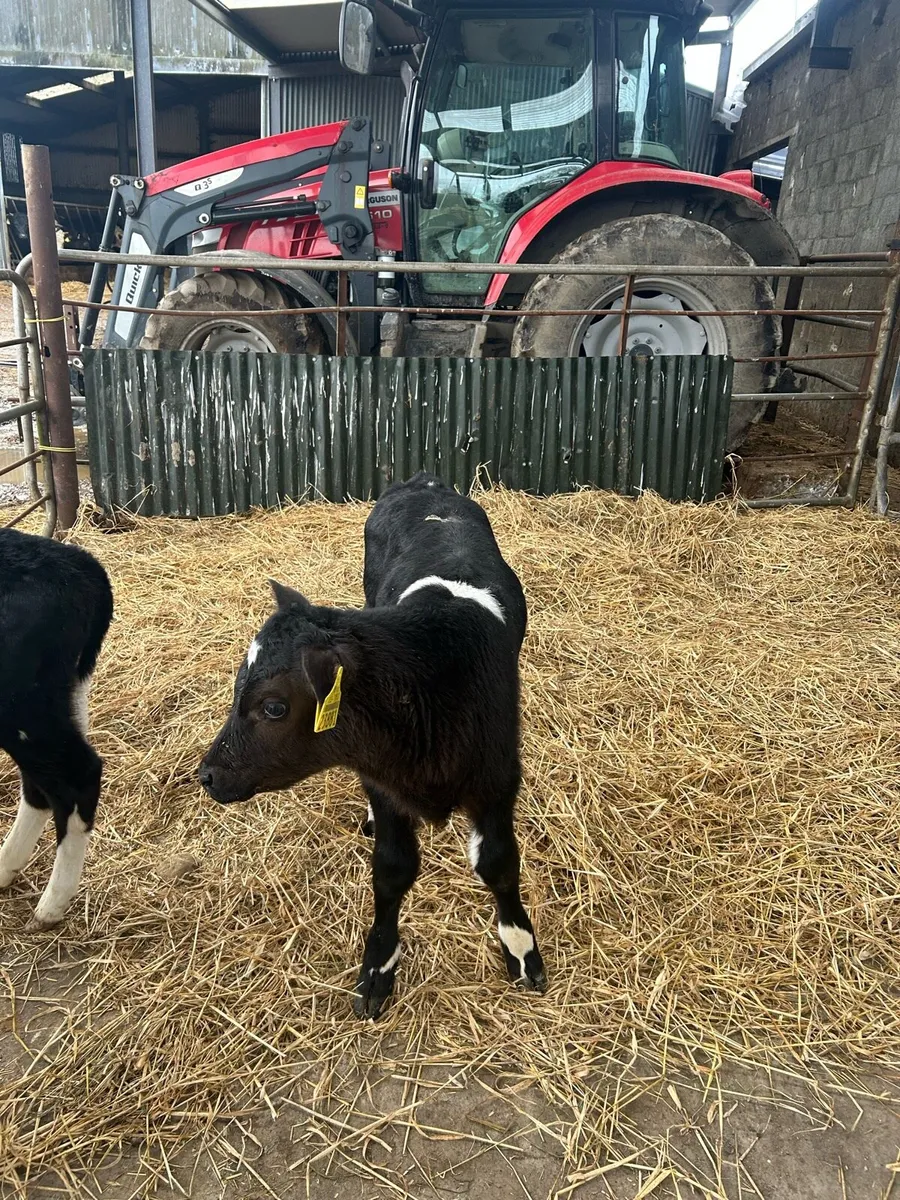 4 FR Bull calf’s for sale - Image 4