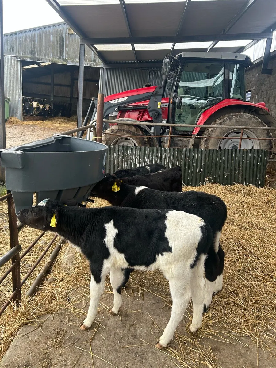 4 FR Bull calf’s for sale - Image 1