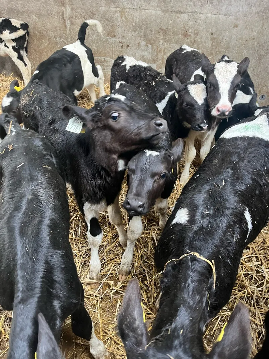 Friesian Heifer Calves for Sale - Image 3