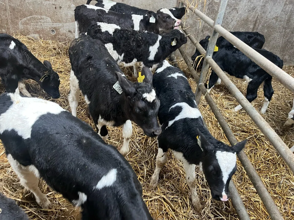 Friesian Heifer Calves for Sale - Image 1