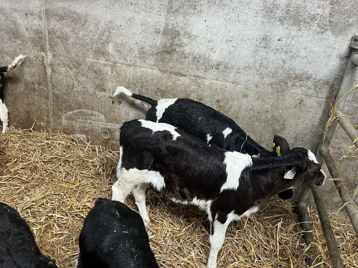 Friesian Heifer Calves for Sale - Image 4