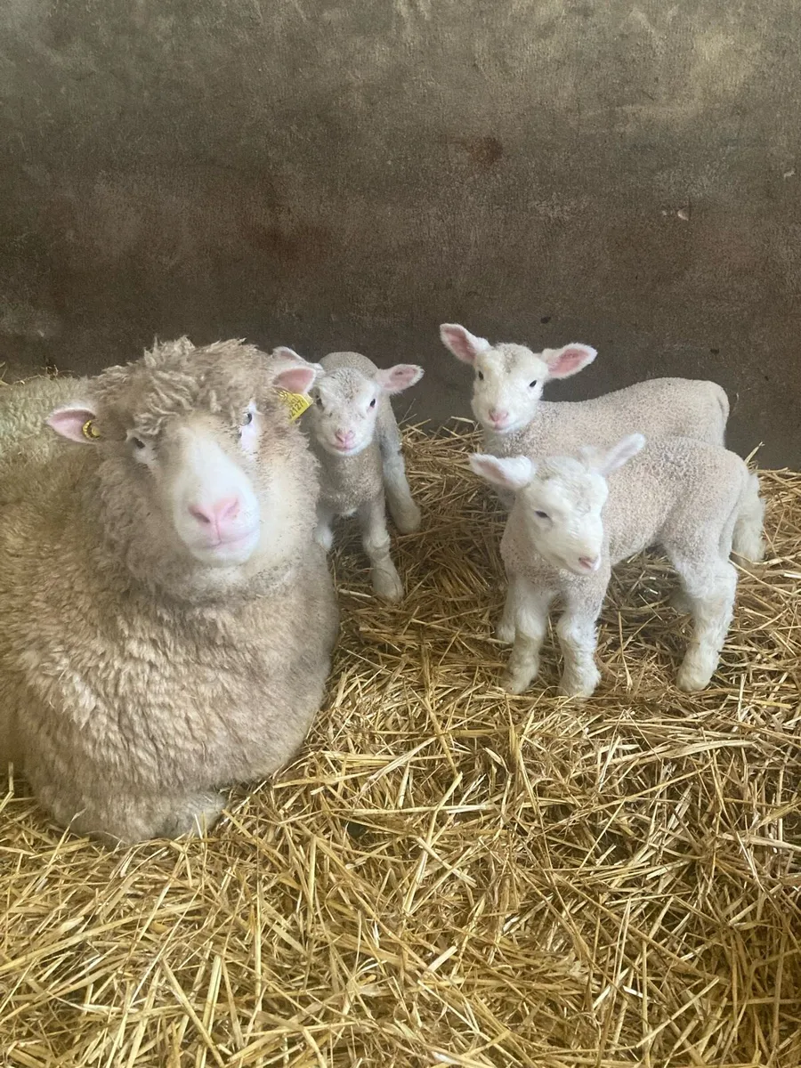 Pet Lambs - Image 1