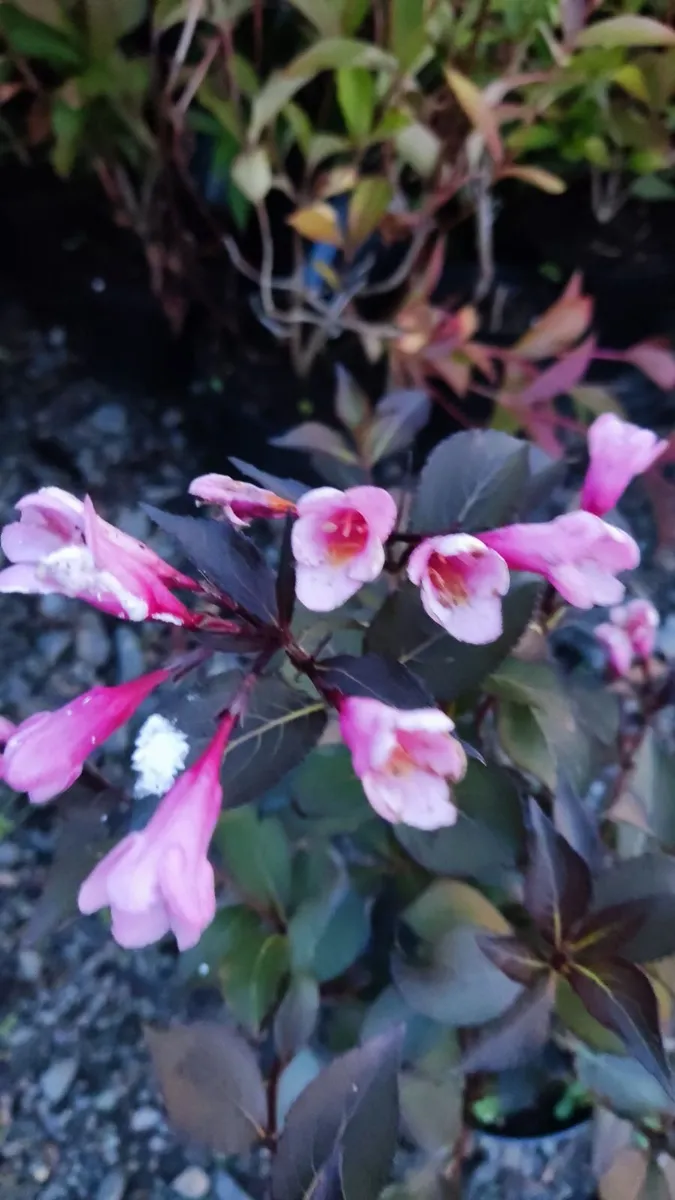 Native Trees and Hedging from 60 cents - Image 3