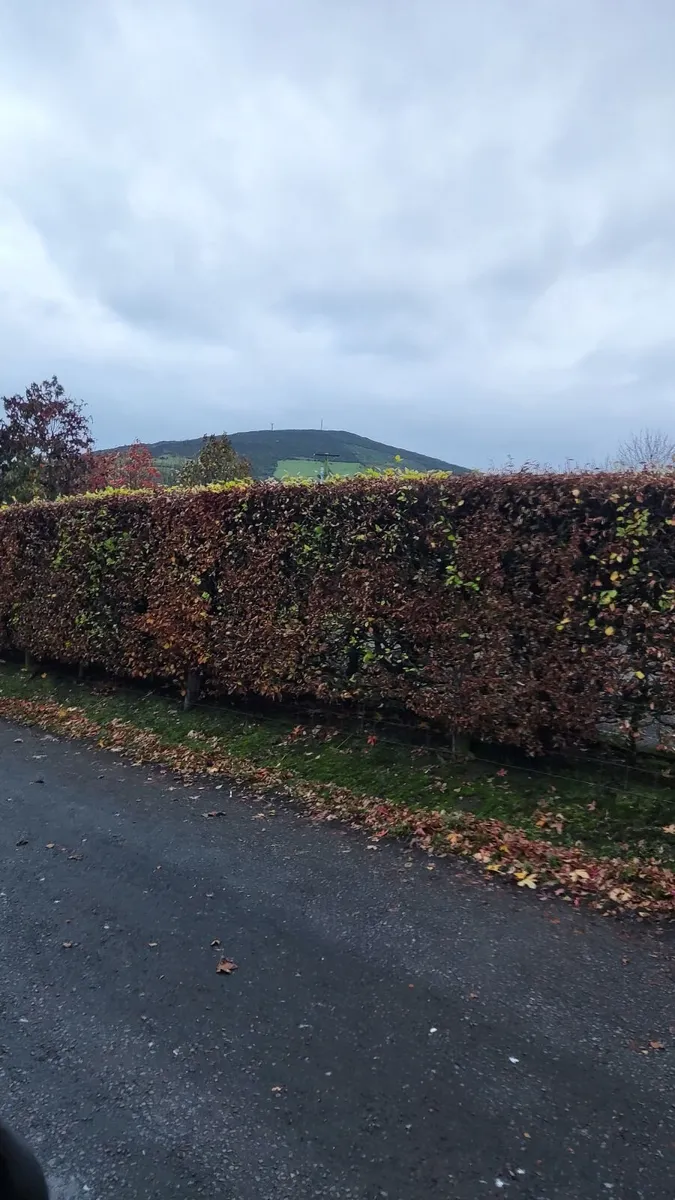 Native Trees and Hedging from 60 cents - Image 4