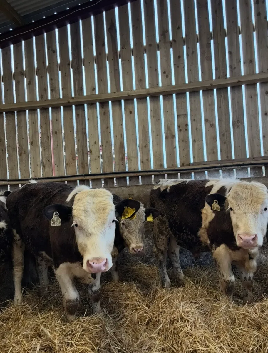 6 super 350kg suckler bred bullocks - Image 2