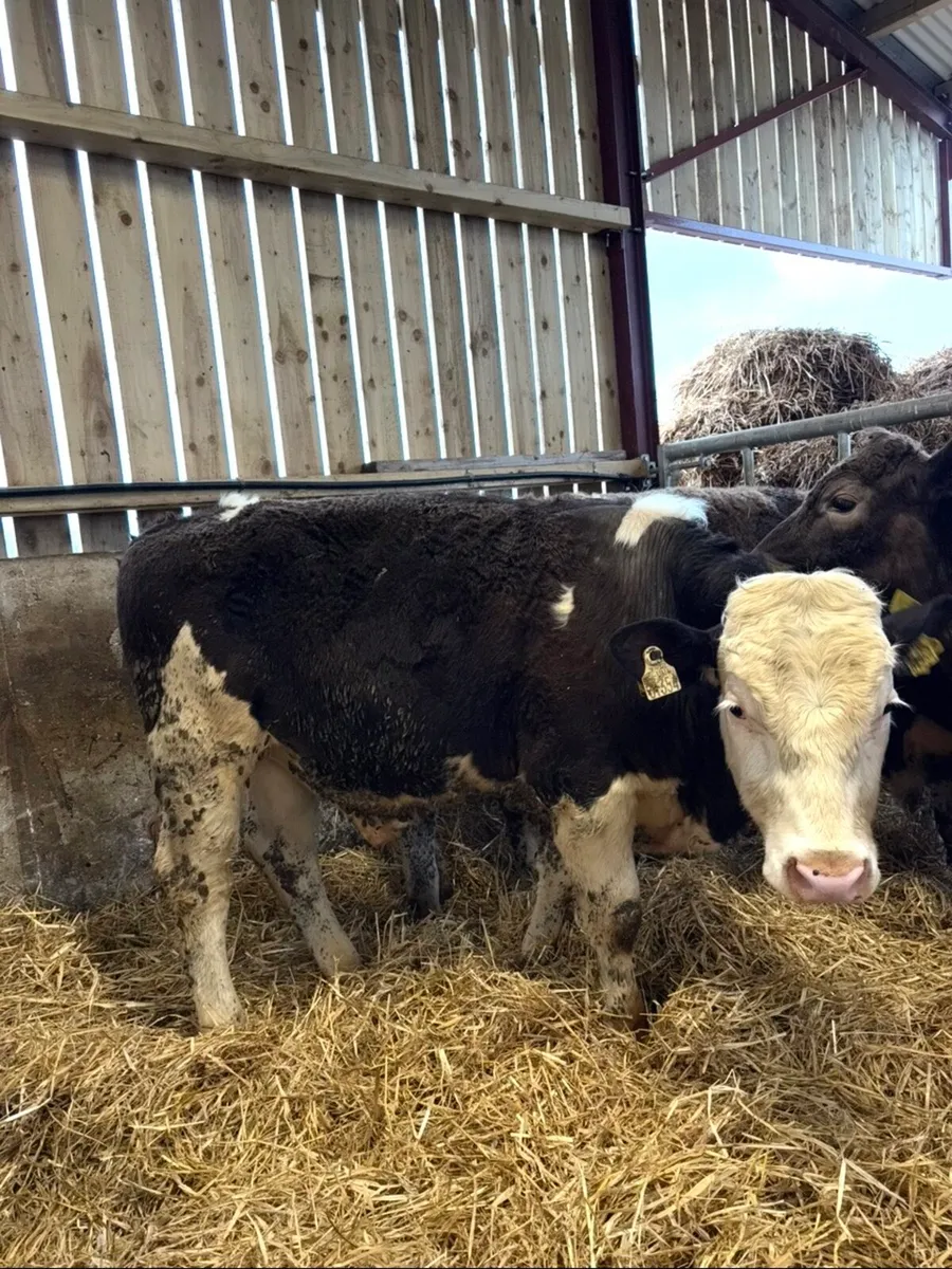 6 super 350kg suckler bred bullocks - Image 3