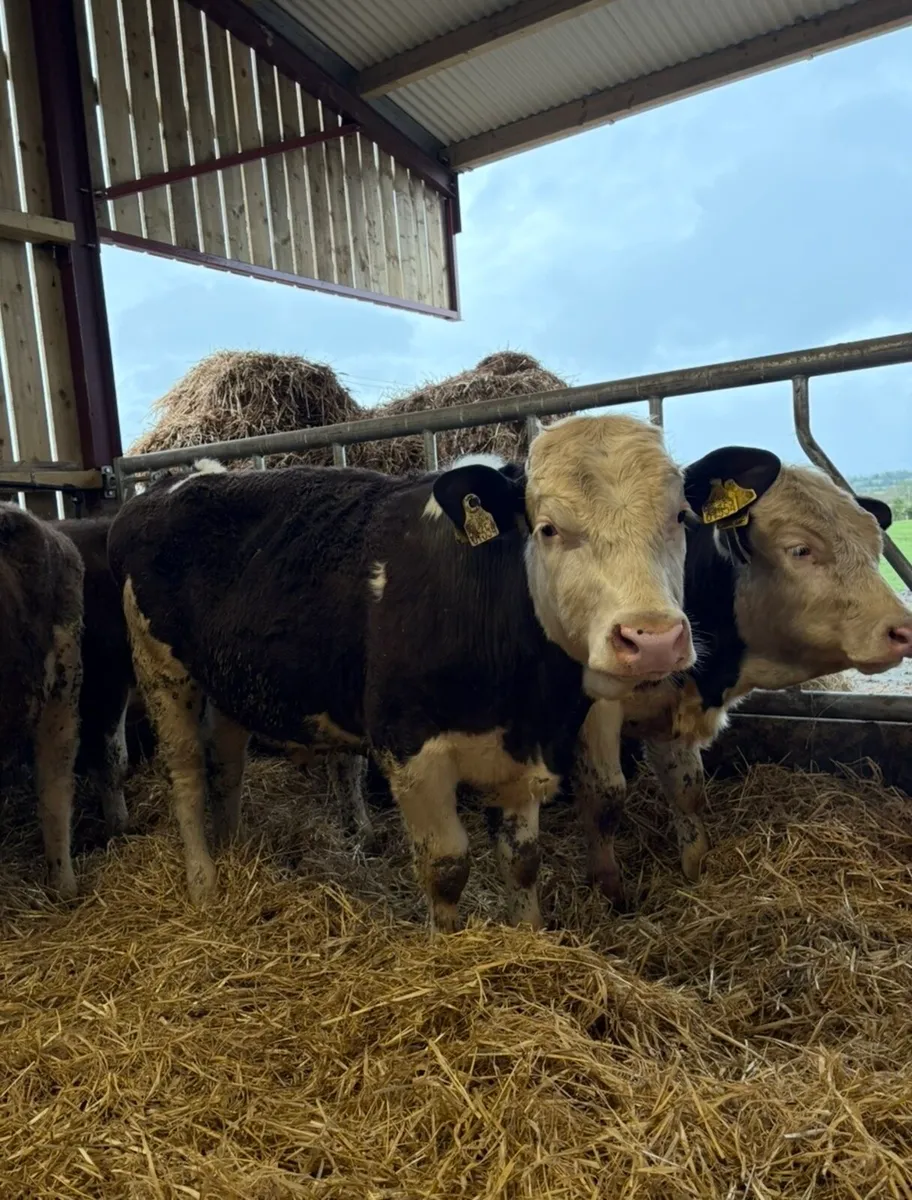 6 super 350kg suckler bred bullocks - Image 4