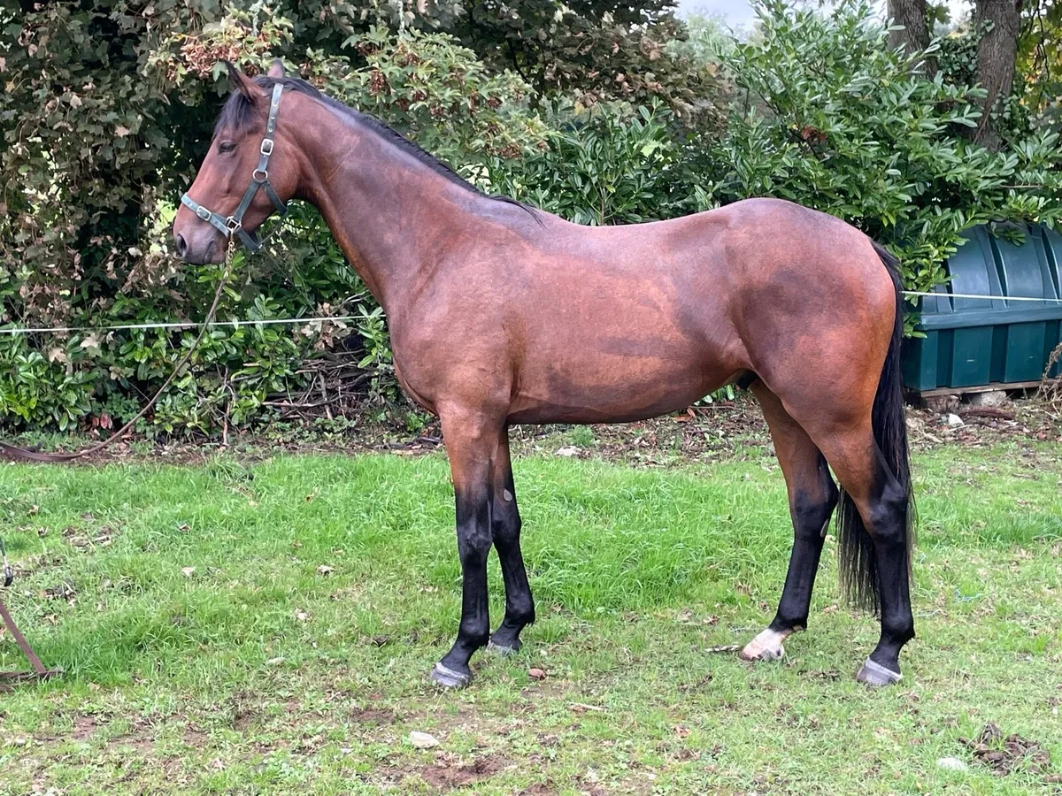 4yr Sibon W Gelding - Image 3