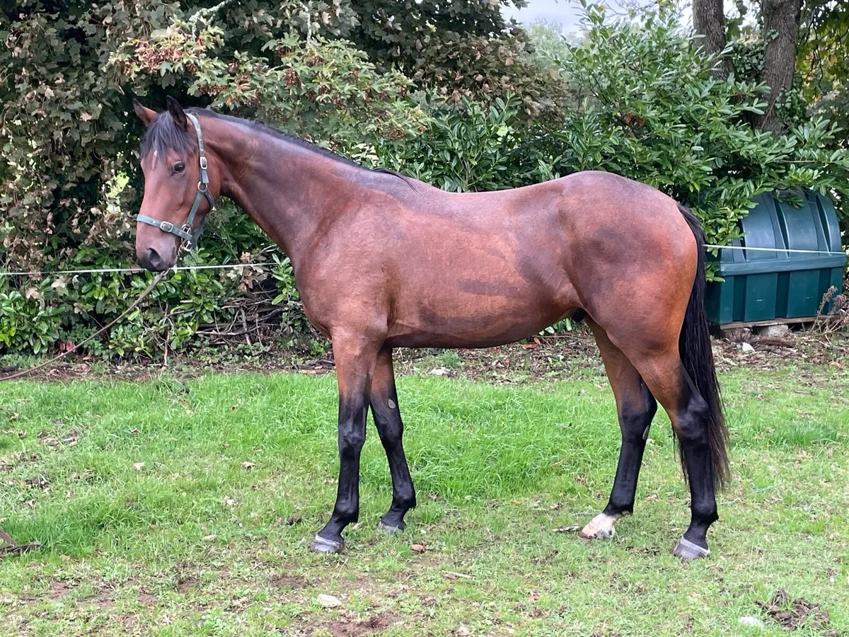 4yr Sibon W Gelding - Image 1