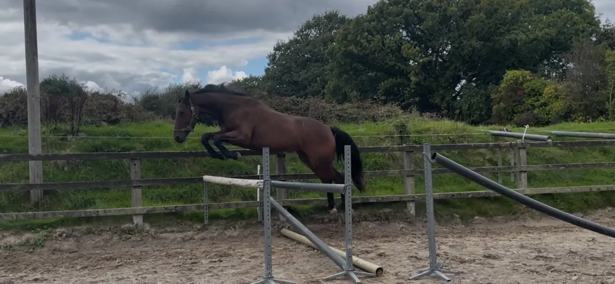 4yr Sibon W Gelding - Image 4