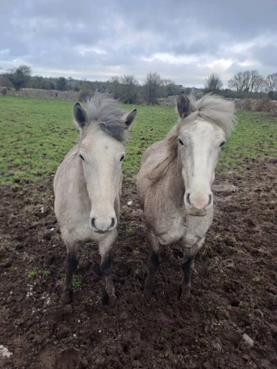 2 filly connemara ponies - Image 1