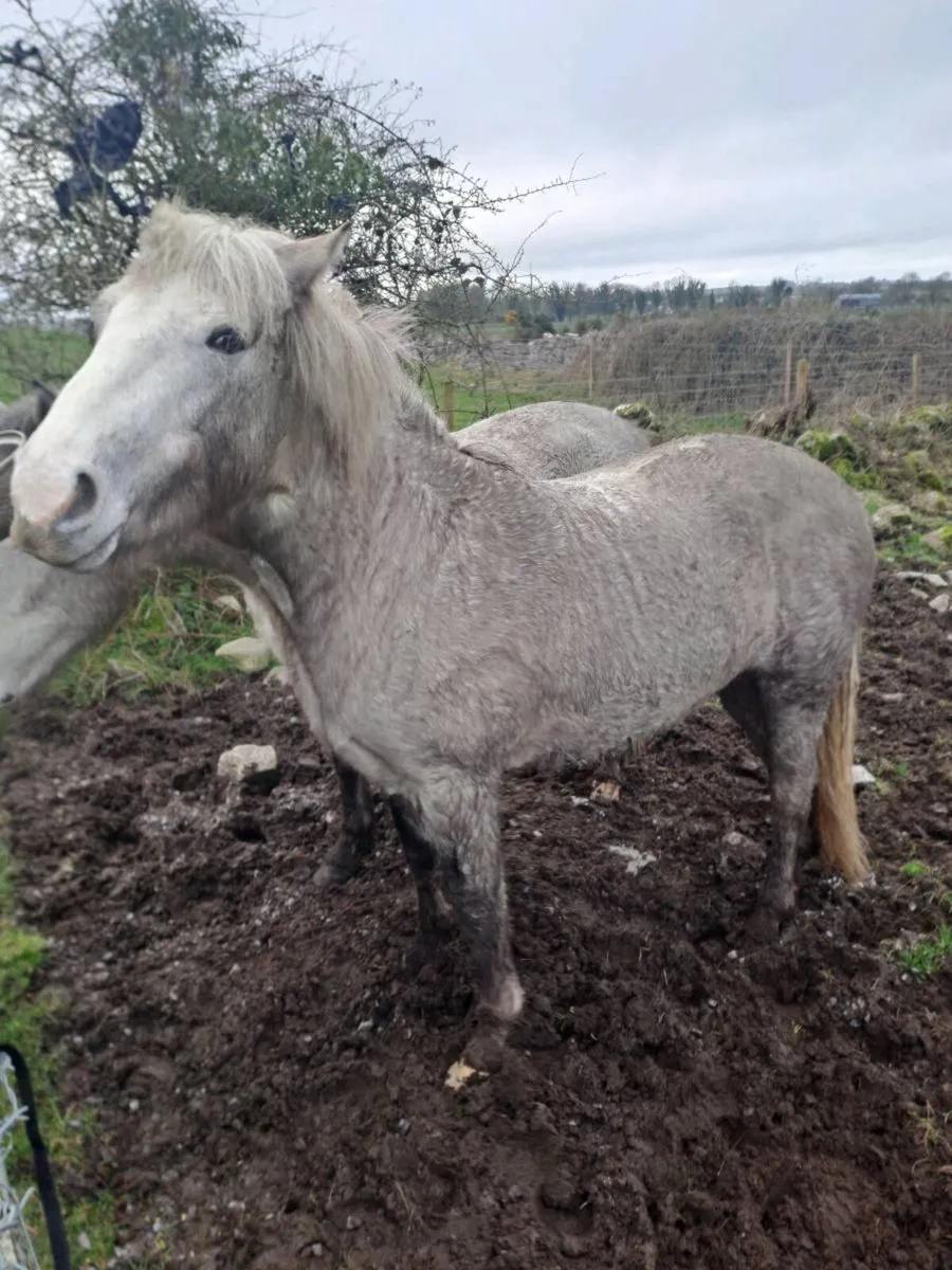 2 filly connemara ponies - Image 4