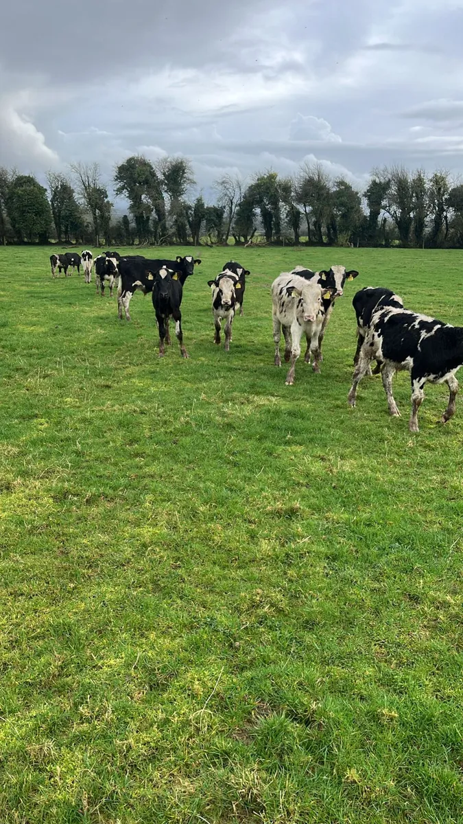 Reared calves - Image 3
