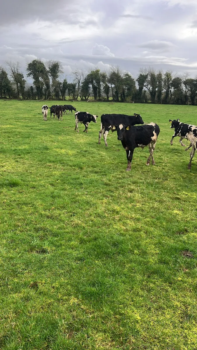 Reared calves - Image 2