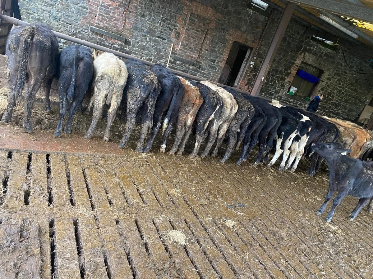 Weanling heifers - Image 1