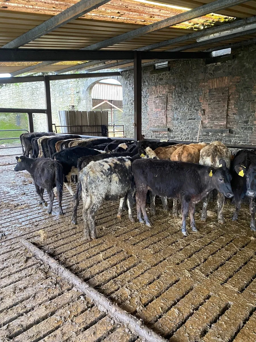 Weanling heifers - Image 2