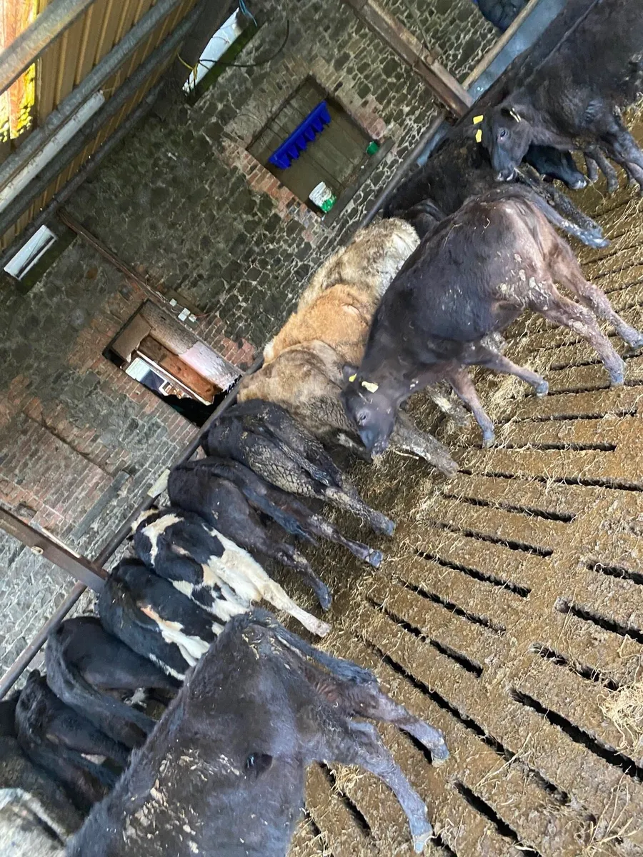 Weanling heifers - Image 4