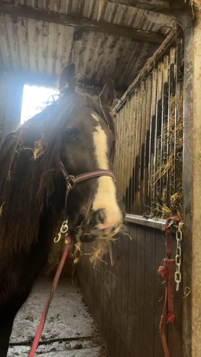 15hh heavy flash mare - Image 2