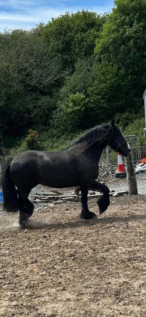 15hh heavy flash mare - Image 3