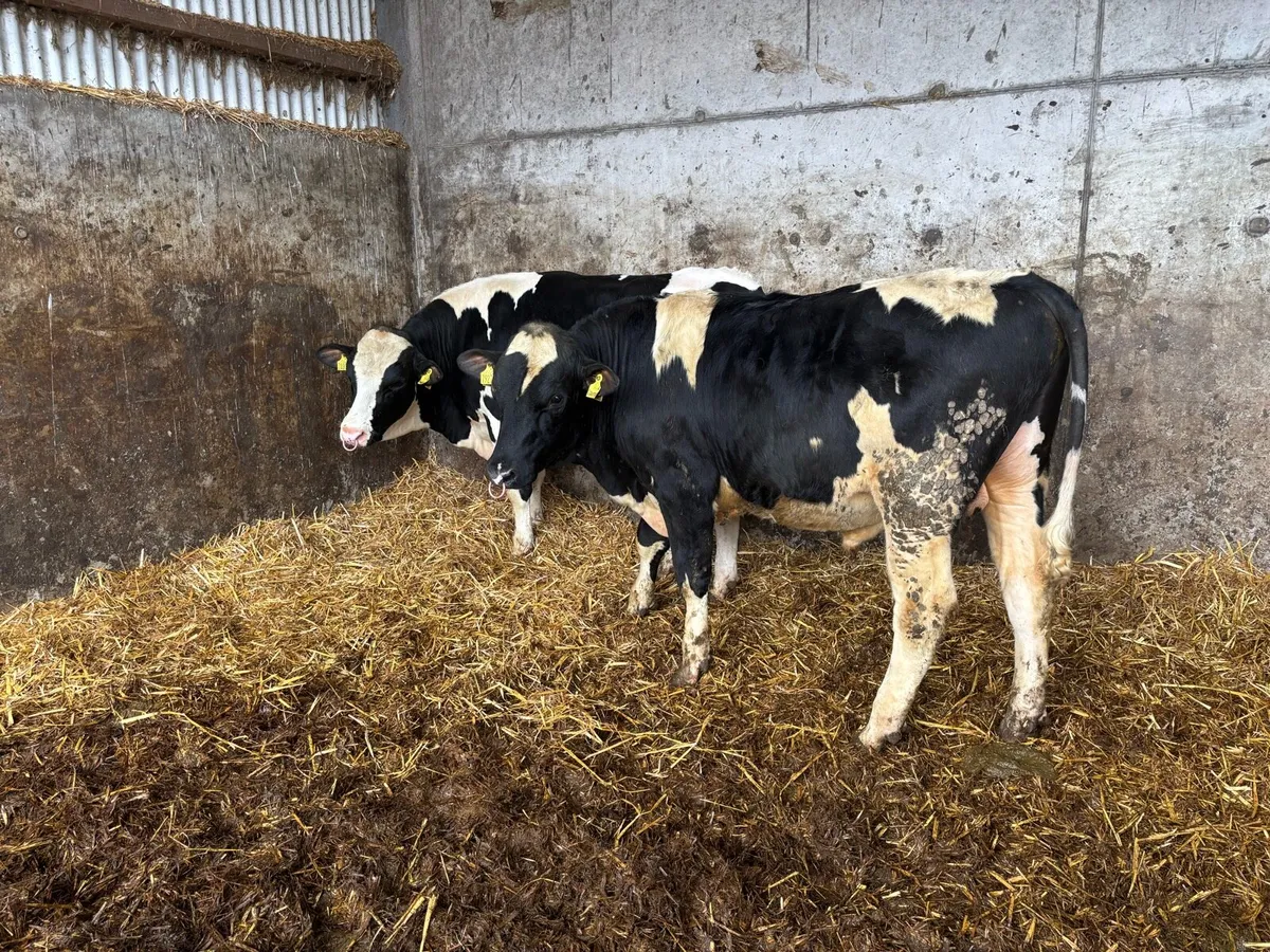 Pedigree Holstein Bulls - Image 4