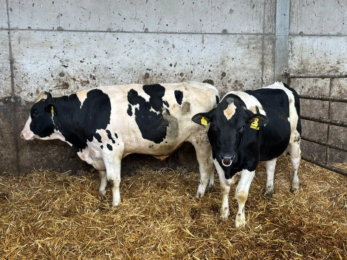 Pedigree Holstein Bulls - Image 3