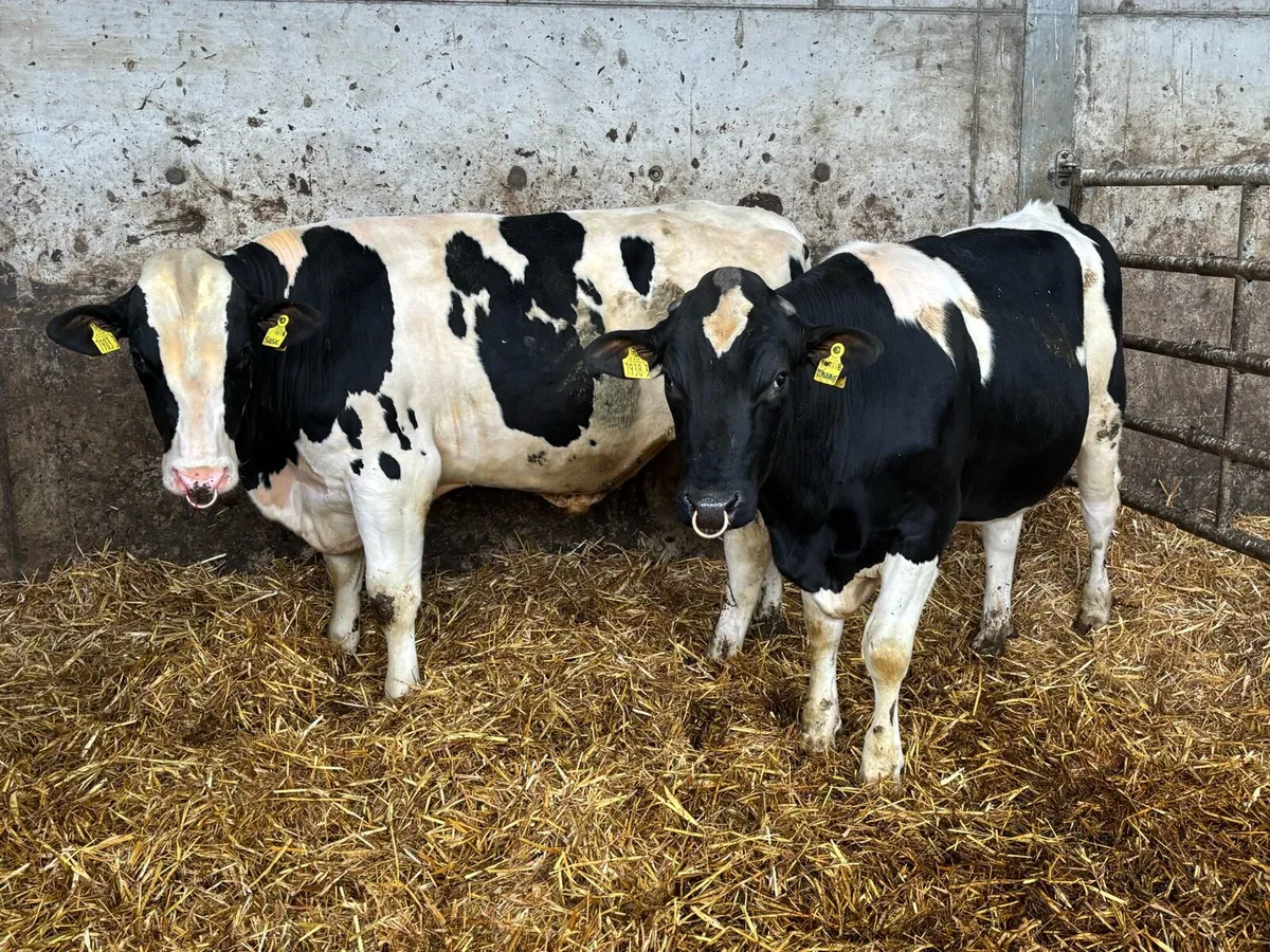 Pedigree Holstein Bulls - Image 1