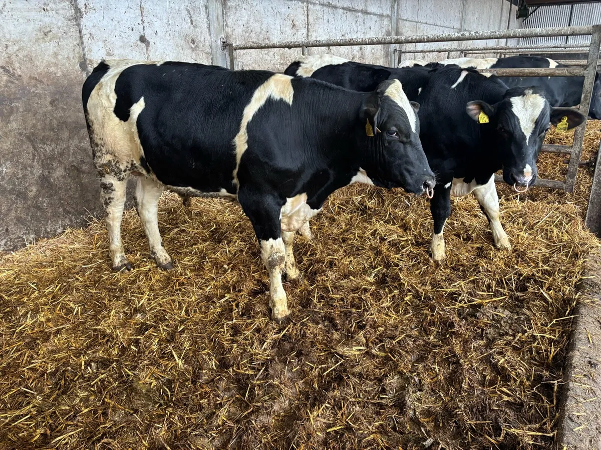 Pedigree Holstein Bulls - Image 2