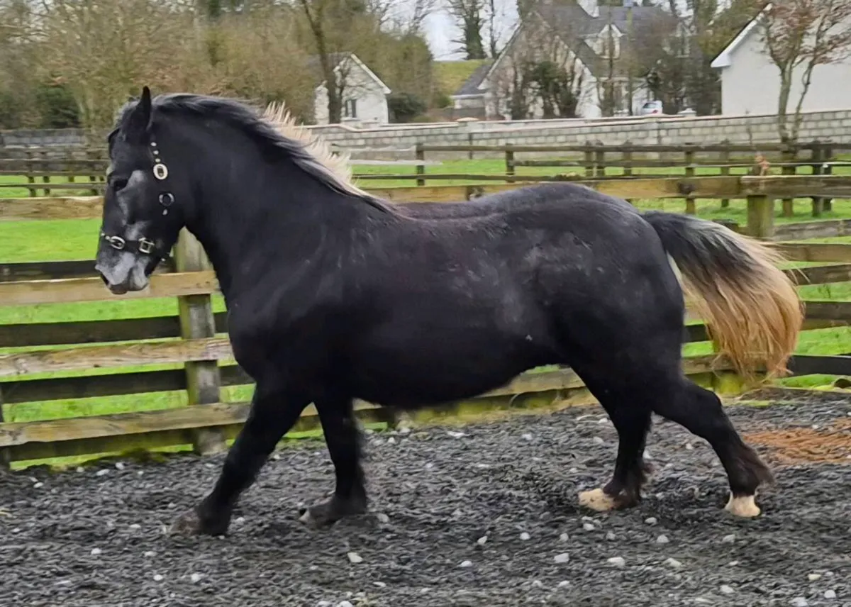 3yo RID X COB Filly - Image 4