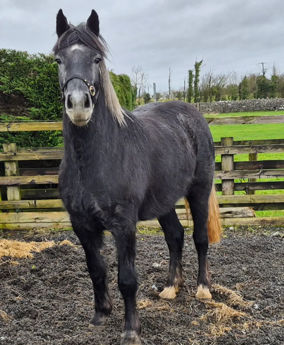 3yo RID X COB Filly - Image 1