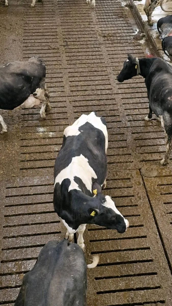 Charolais CHX & Belgian Blue BBX Calves - Image 3